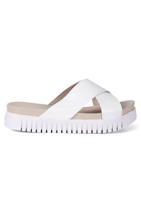 TULIP1465RE WHITE SUGAR 1